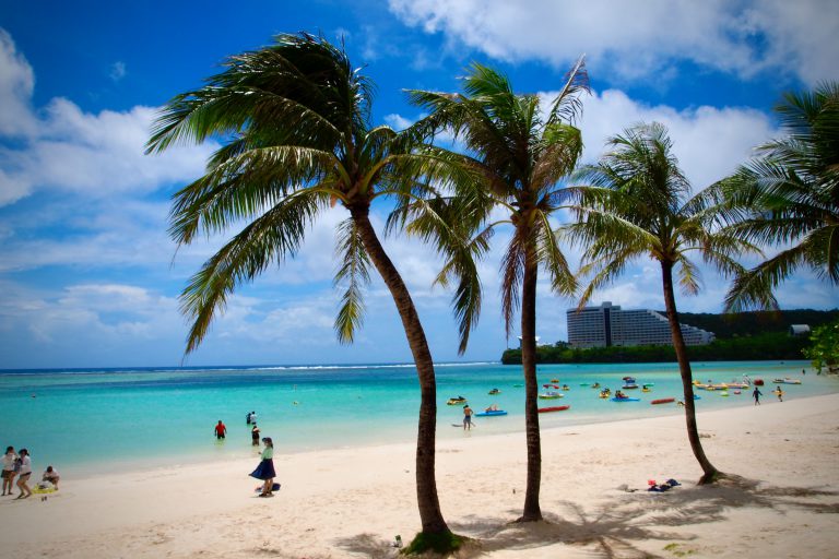Palm trees beach vacation