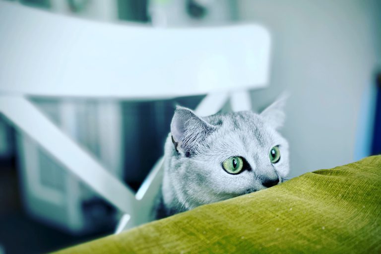 scared cat with green eyes peaking over table edge